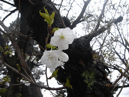 2024 First Cherry Blossoms in Tokyo