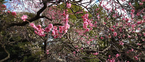 Plum Blossoms at Edo Castle, by Nory Yamaguchi, Tokyo