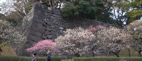 Plum Blossoms at Edo Castle, by Nory Yamaguchi